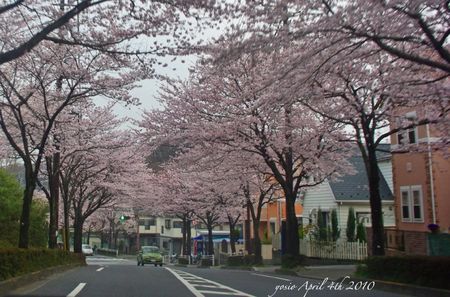 100404sakura