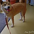 110416anzu2