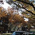 111125omoteSando