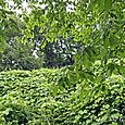 120617green