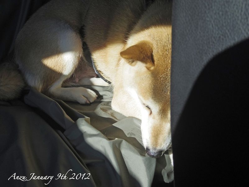 120109anzu