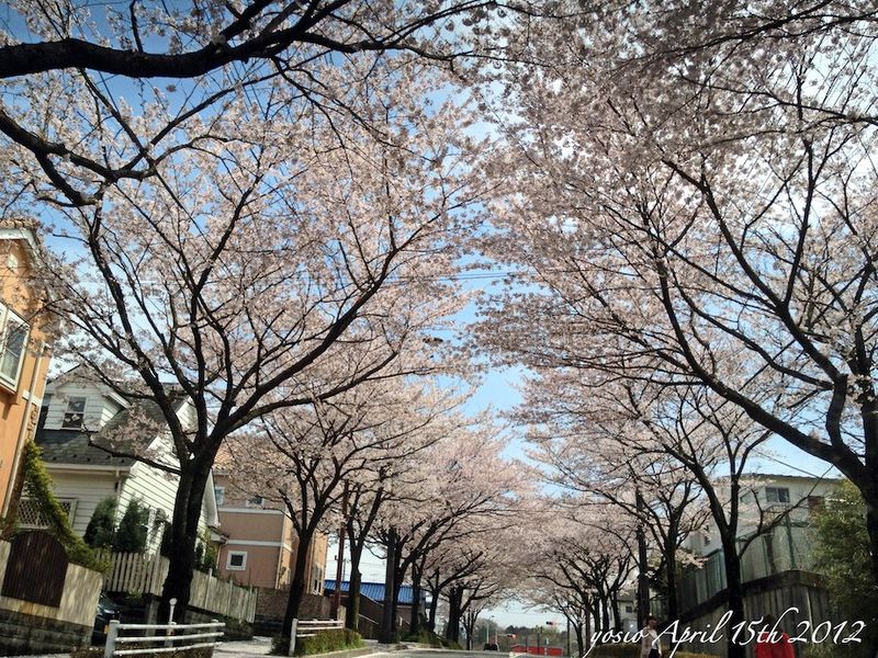 120415cherry