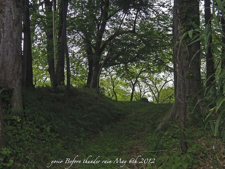 120506forest