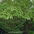 120624_green