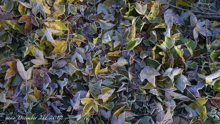 121202leaves