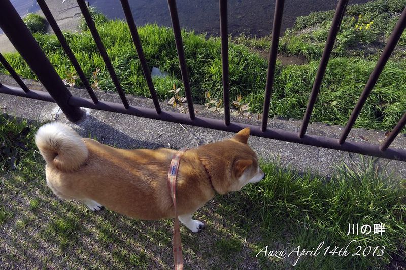 130414anzu