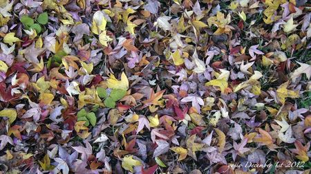 121201leaves