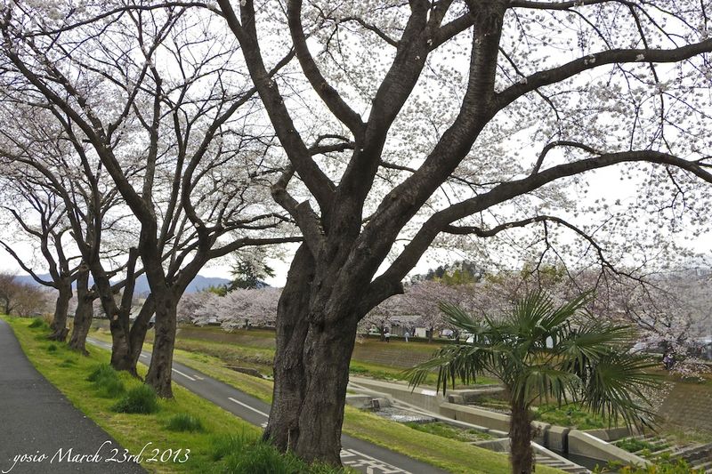 130323cloudySaturday