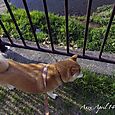 130414anzu