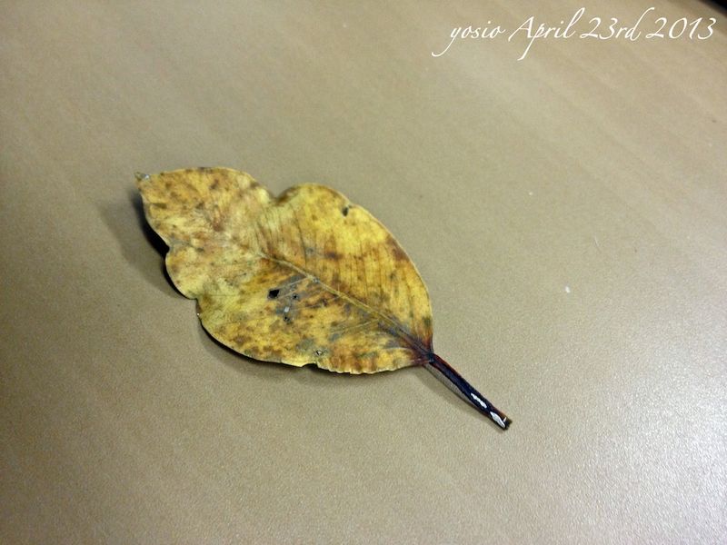 130423leaf