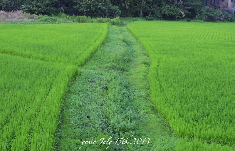 130715field