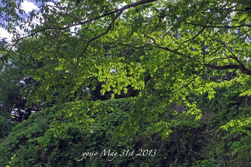 130531green