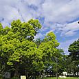 140516tree