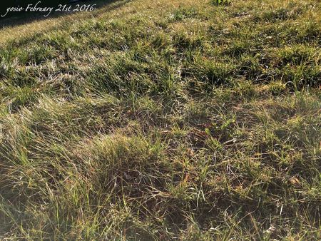 160221grass