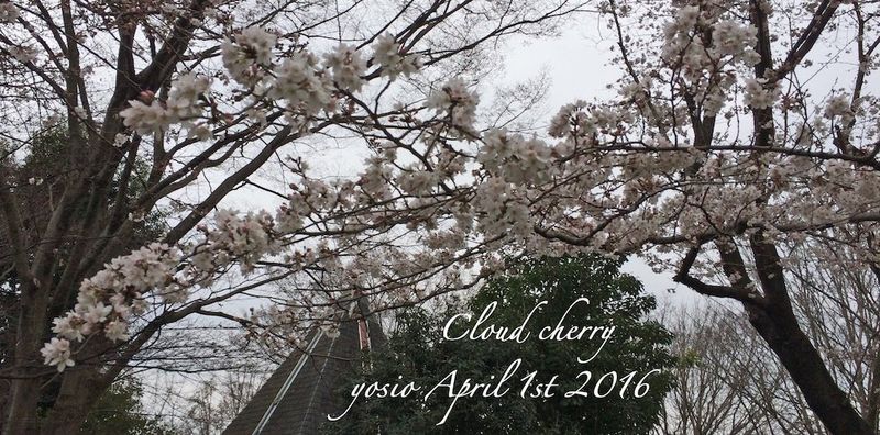 160401cherry